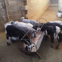 کهره نر چاق