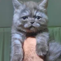 بچه گربه نژاد بریتیش رنگ خاص چا‌کلت