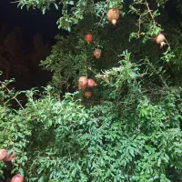 بریدن درخت وهرس با اره موتوری