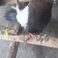 ۳عدد سینه‌ای چهل سانتی نر جوانه پا بلند|پرنده|میانه, |دیوار