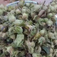 چای دستی محلی و کره و سرشیر محلی|خوردنی و آشامیدنی|رشت, حمیدیان|دیوار