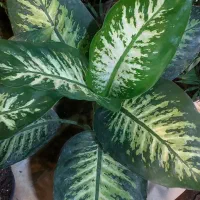 گل دیفن باخیا