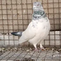 کله دم سبز فروشی