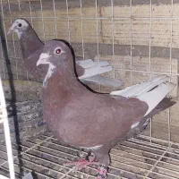 کبوتر پلنگ سرخ