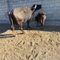 بهترین گاومیش