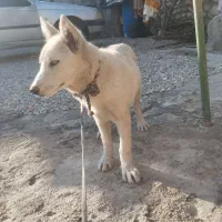 توله سگ هاسکی|سگ|چرام, |دیوار