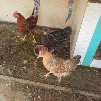 تعدادی مرغ و خروس ۸ عدد