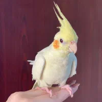 ۶عدد پرنده|پرنده|رشت, چمارسرا|دیوار