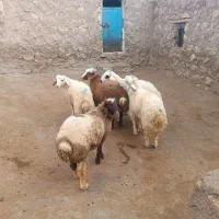 فروش 5 عدد بره نره قصابی