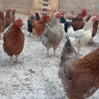 مرغ خانگی