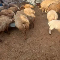 فروش‌۲۸‌عدد‌گوسفند‌‌داشتی‌‌بره‌دار‌جوان
