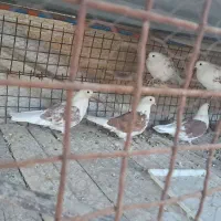 کبوتر کتی و سفیدنوک‌ریز