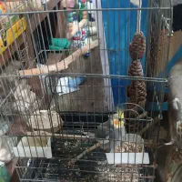 عروس هلندی با قفس