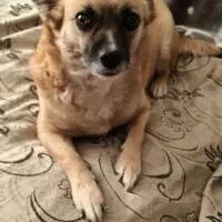 واگذاری سگ|سگ|رفسنجان, |دیوار