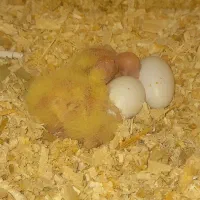 جوجه سرلاکی عروس هلندی لوتینو ۱روزه تا ۱۵ روزه|پرنده|مرودشت, شهرک مهدیه|دیوار