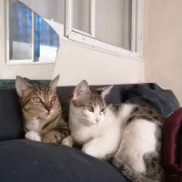 سفید پلنگی ماده،پلنگی نر