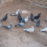 کفتر اصفهانی