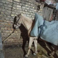 اسب ماده جوان|اسب و تجهیزات اسب‌سواری|دوزین, |دیوار