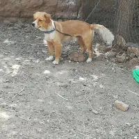 سگ پاکوتاه