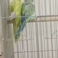 ۳جفت راهب مولد دم تخم|پرنده|کرج, شاهین‌ویلا|دیوار