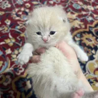 اسکاتیش و بریتیش