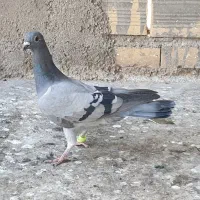 4 تا کفتر صید|پرنده|مشهد, نیزه|دیوار