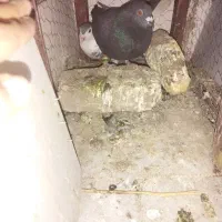 لوازم کفتر|لوازم جانبی حیوانات|مشهد, رضاییه|دیوار