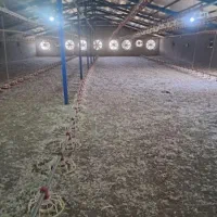 کود مرغی|خدمات باغبانی و درختکاری|ملکان, |دیوار