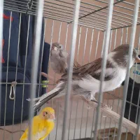 قناری نروماده|پرنده|قزوین, |دیوار