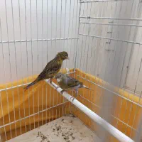 ماده قناری سبز علیخانی و چمنی|پرنده|شهرضا, |دیوار