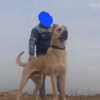 سگ سرابی جهت جفتگیری رایگان