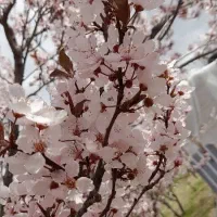 باغ زمین با الاچیق|فروش زمین و ملک کلنگی|فارسان, |دیوار