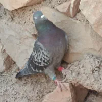 کبوتر|پرنده|آبدانان, |دیوار