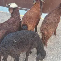 بره میش بز بزغاله