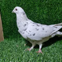 توافقی|پرنده|مشهد, سراب|دیوار