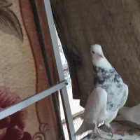 کفتر طوقی شکلاتی نر