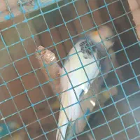 مرغ عشق خاص در رنگهای مختلف و قیمت مناسب|پرنده|پلان, |دیوار