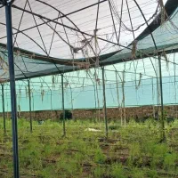 گلخانه|عمده‌فروشی|سبزوار, ابارش|دیوار