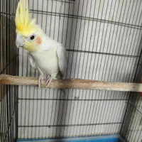 مرغ عشق انگلیسی مولد|پرنده|تهران, یافت آباد جنوبی|دیوار