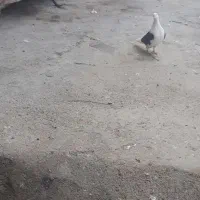 کفتر|پرنده|بوکان, |دیوار