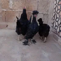 مرغ تخم ده|حیوانات مزرعه|کاشان, پشت شهربانی|دیوار