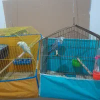 تعدادی مرغ عشق به فروش میرسد|پرنده|تاکستان, |دیوار