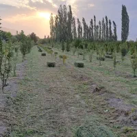 پرس یونجه