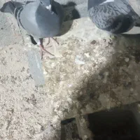 کبوتررفته امروزصبح هر عزیزی گرفته پولش میدم