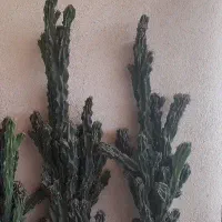 کاکتوس صخره ای