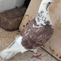 کفتر یا کبوتر معاوضه با قناری|پرنده|کرمانشاه, |دیوار