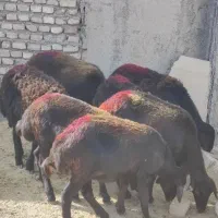 بره ماده افشار و قزل افشار