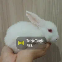 خرگوش اروم