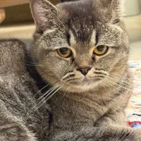 بریتیش شورت هیر نر