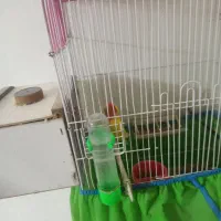 برزیلی|پرنده|پیرانشهر, |دیوار